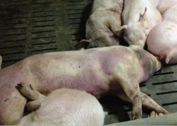 Poor disposal of antibiotics used in poultry and pig farms contribute to antimicrobial resistance – KATH