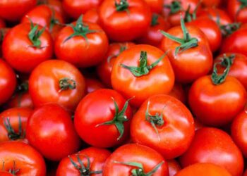 Don’t buy from Burkina-Faso; MoFA urges tomato traders