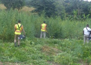 Combating Narcotics-Volta Police Command Swoops on 17 Suspects