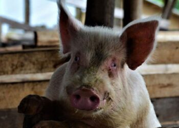 W/R: Tension as pig head in basin is found at basic school at Mpintsin