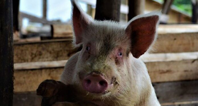 W/R: Tension as pig head in basin is found at basic school at Mpintsin