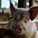 W/R: Tension as pig head in basin is found at basic school at Mpintsin