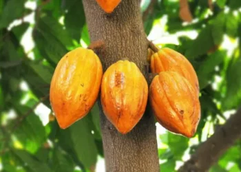 Ghana recorded its highest ever cocoa production in 2020/21 Crop Season – COCOBOD tells Mahama