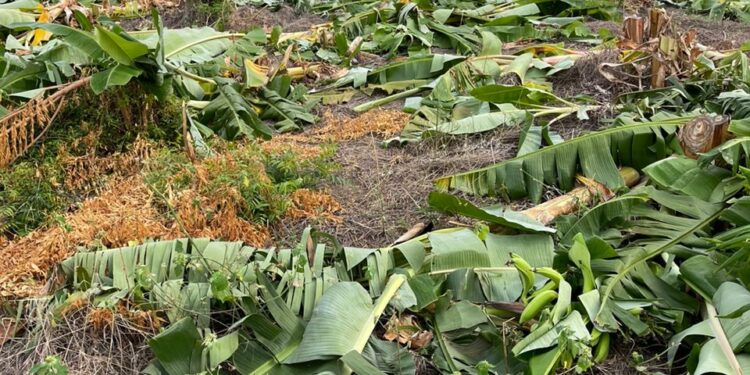 A/R: Forestry commission destroys 350 acre plantation at Abrewapong to plant Bamboo