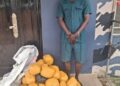 Police arrest drug dealer, confiscates 38 parcels of marijuana at Paga